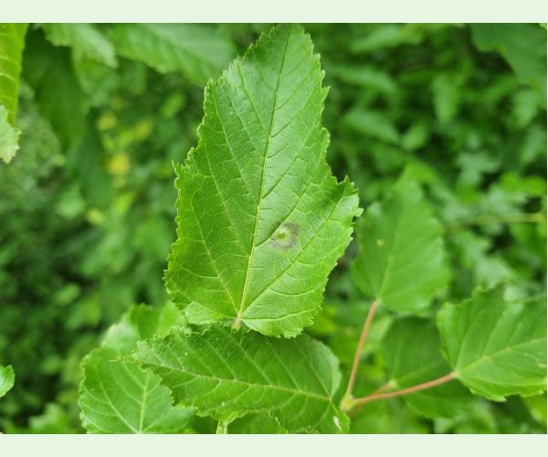 Hrčiarka Oligotrophus szepligetii