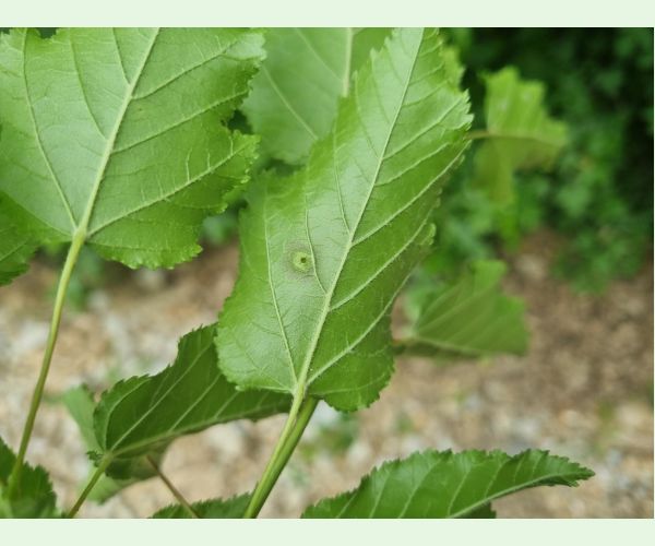 Hrčiarka Oligotrophus szepligetii