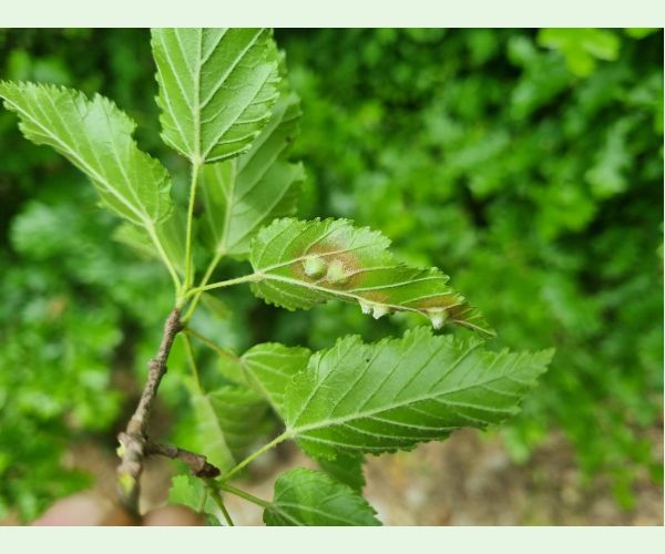 Hrčiarka Oligotrophus szepligetii