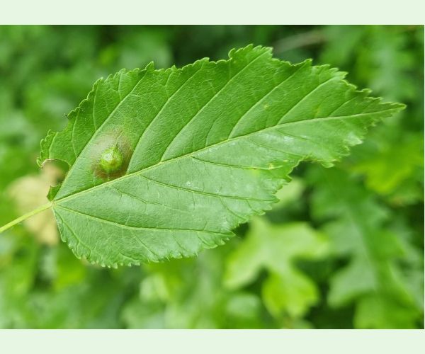 Hrčiarka Oligotrophus szepligetii