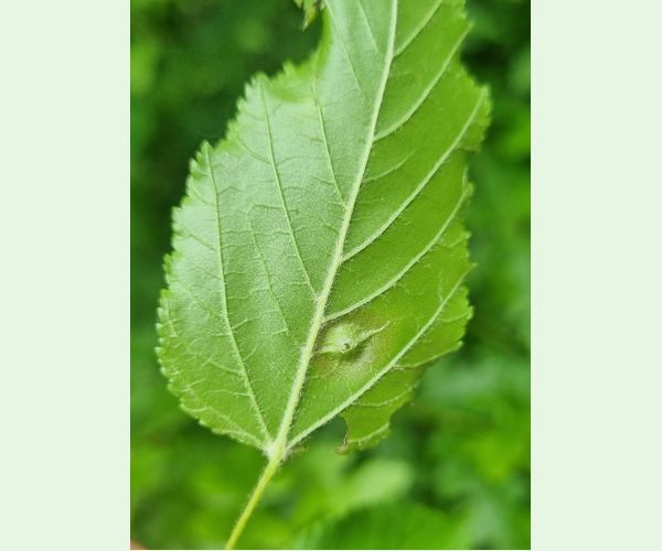 Hrčiarka Oligotrophus szepligetii