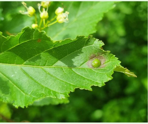 Hrčiarka Oligotrophus szepligetii