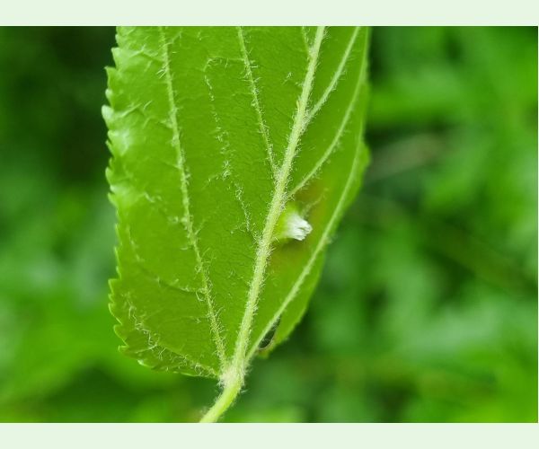 Hrčiarka Oligotrophus szepligetii