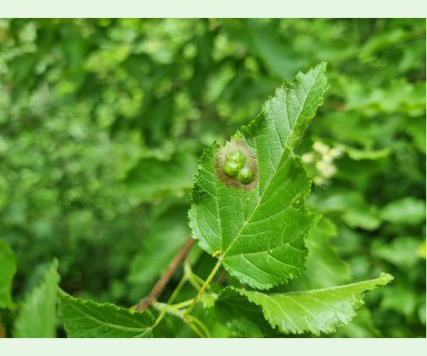 Hrčiarka Oligotrophus szepligetii