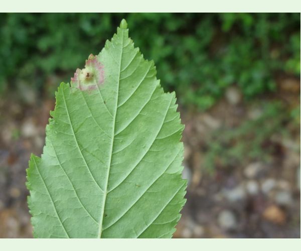 Hrčiarka Oligotrophus szepligetii