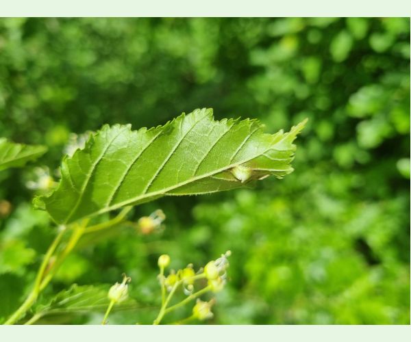 Hrčiarka Oligotrophus szepligetii