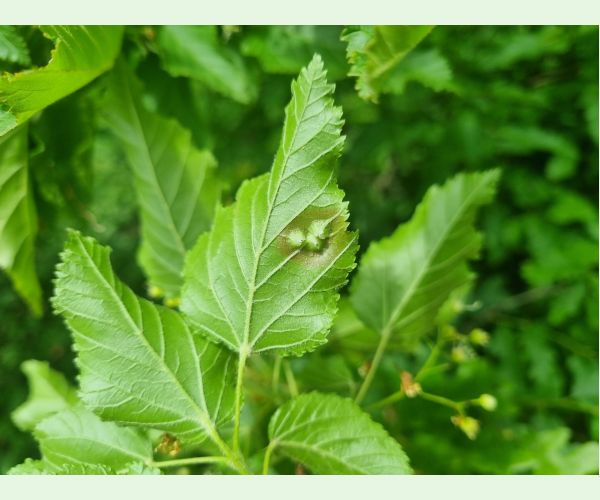 Hrčiarka Oligotrophus szepligetii