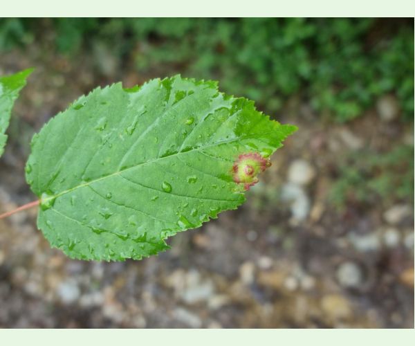 Hrčiarka Oligotrophus szepligetii