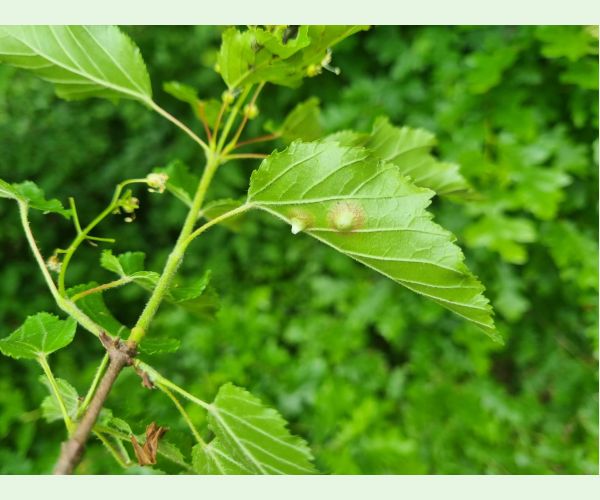 Hrčiarka Oligotrophus szepligetii