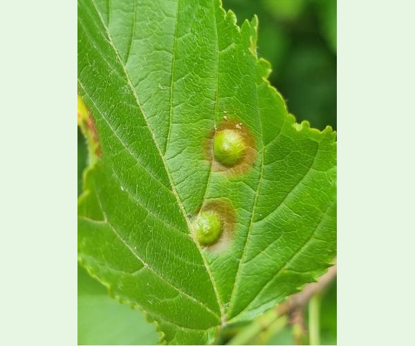 Hrčiarka Oligotrophus szepligetii