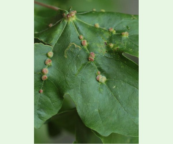 Roztoč Aceria macrochela