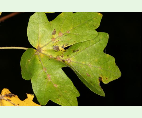 Roztoč Aceria macrochela