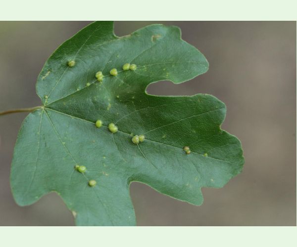 Roztoč Aceria macrochela