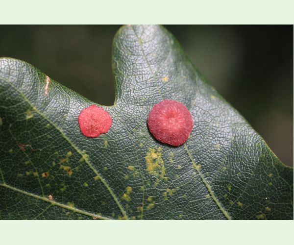 Hrčiarka Andricus albipes