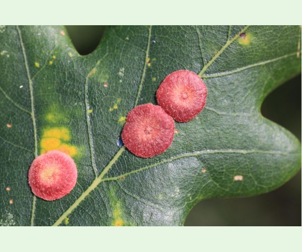 Hrčiarka Andricus albipes