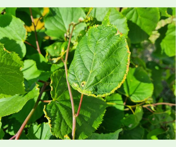 Roztoč Phytoptus tetratrichus