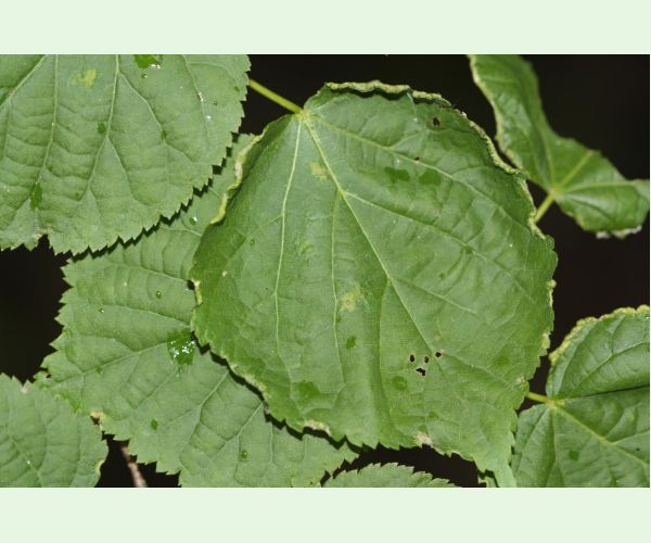 Roztoč Phytoptus tetratrichus