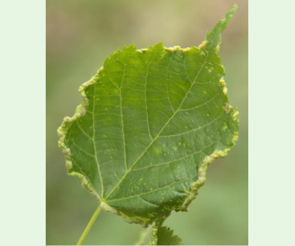 Roztoč Phytoptus tetratrichus