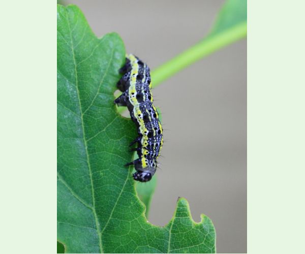Mora Orthosia miniosa