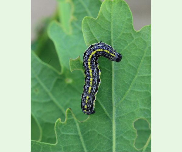 Mora Orthosia miniosa