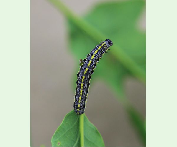 Mora Orthosia miniosa