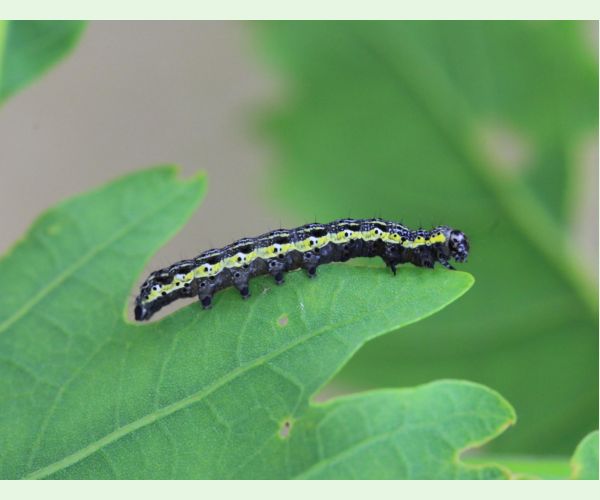 Mora Orthosia miniosa