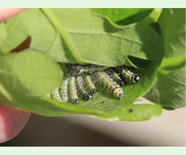 Mora Orthosia miniosa
