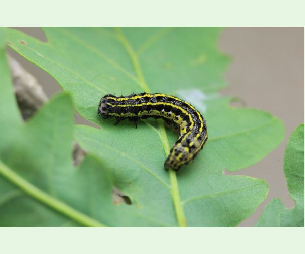 Mora Orthosia miniosa