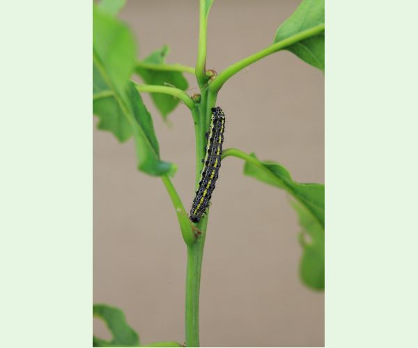 Mora Orthosia miniosa