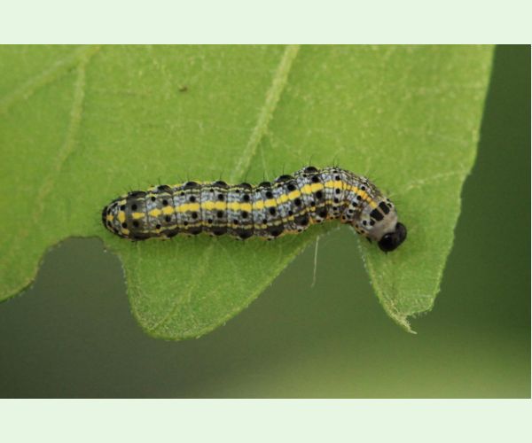 Mora Orthosia miniosa