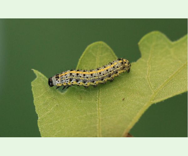 Mora Orthosia miniosa