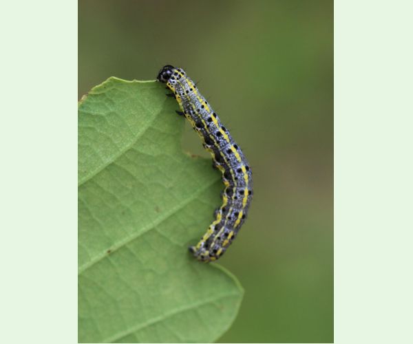 Mora Orthosia miniosa