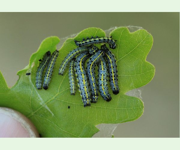 Mora Orthosia miniosa