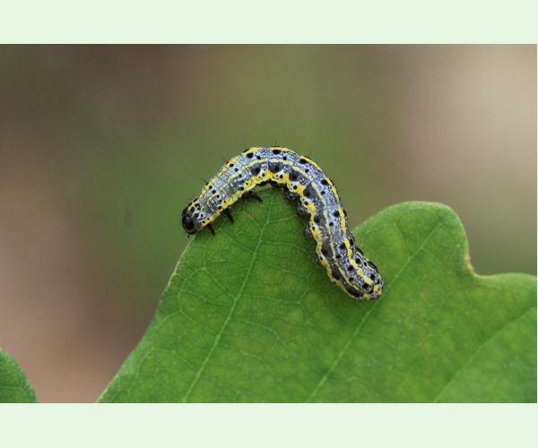 Mora Orthosia miniosa