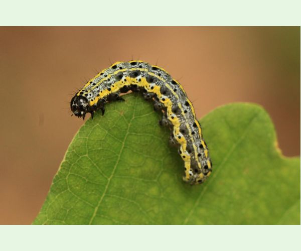 Mora Orthosia miniosa