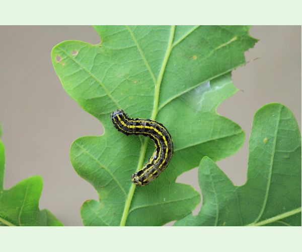 Mora Orthosia miniosa