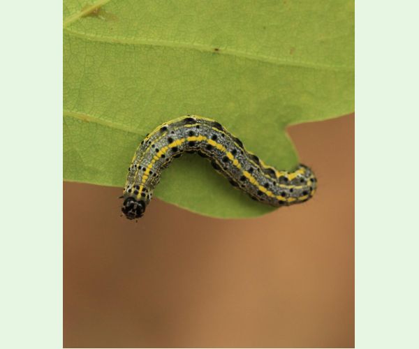 Mora Orthosia miniosa