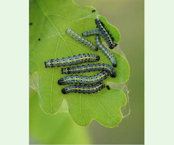 Mora Orthosia miniosa