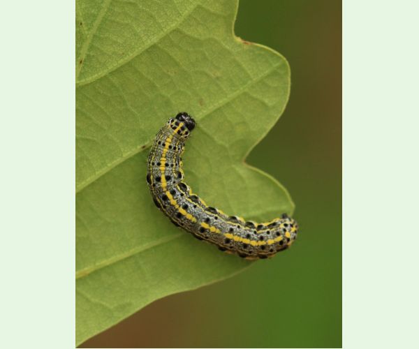 Mora Orthosia miniosa