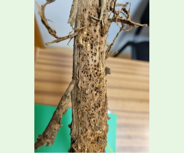 Byľomor Rabdophaga saliciperda