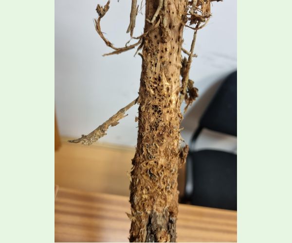 Byľomor Rabdophaga saliciperda