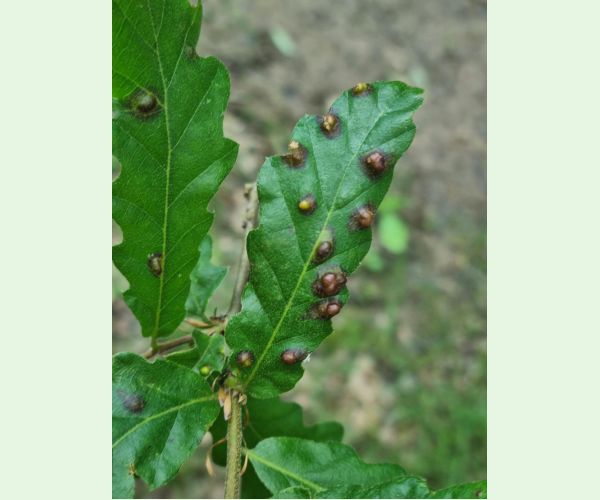 Roztoč Aceria cerreus