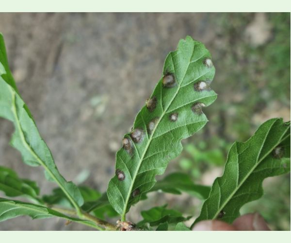 Roztoč Aceria cerreus