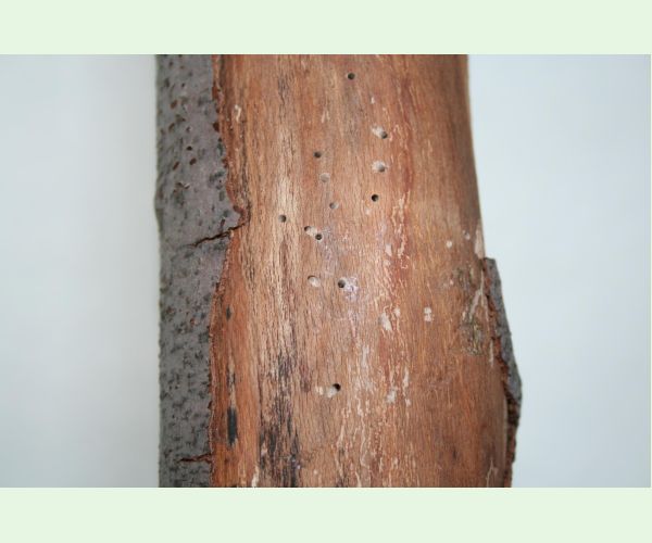 Červotoč obyčajný