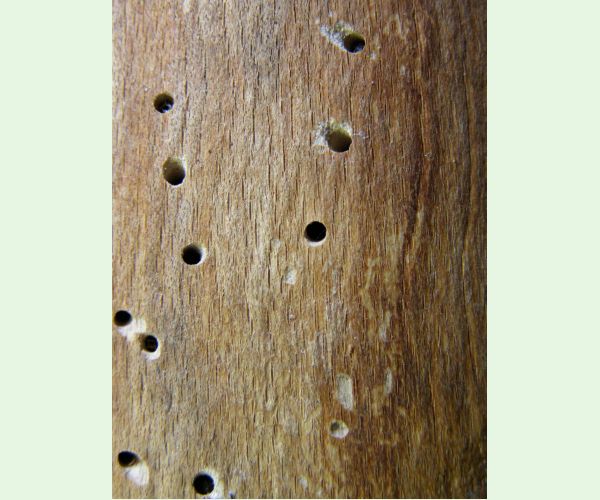 Červotoč obyčajný