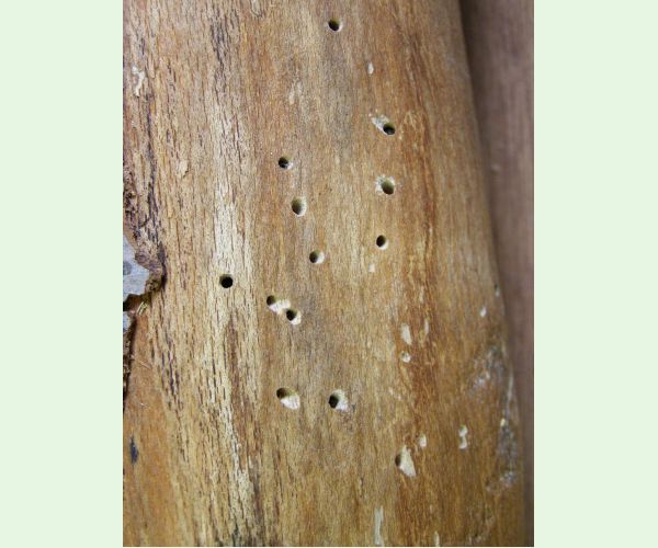 Červotoč obyčajný