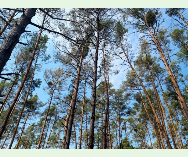 Hrebenárka borovicová