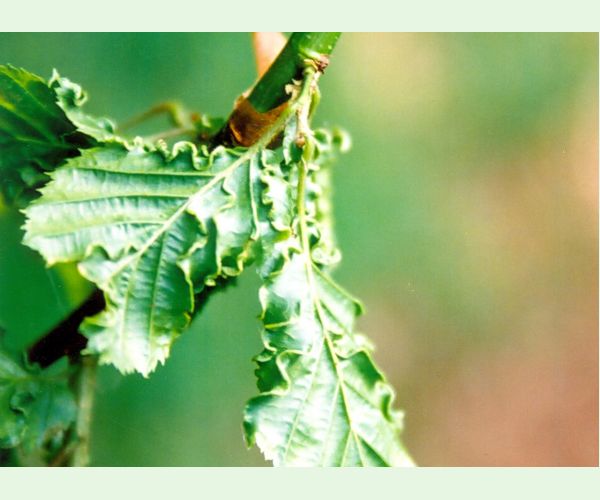 Roztoč Aceria macrotrichus