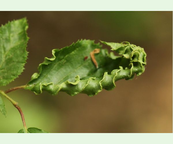 Roztoč Aceria macrotrichus