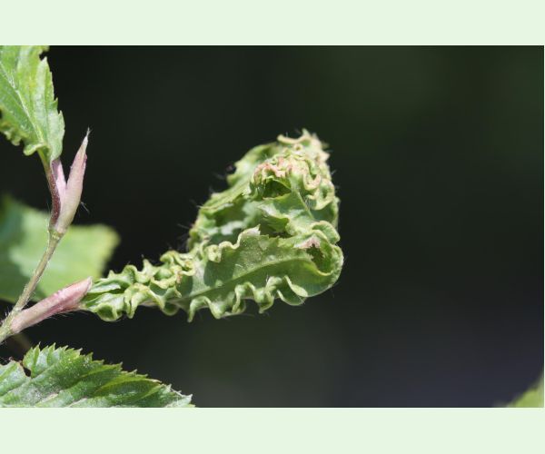 Roztoč Aceria macrotrichus